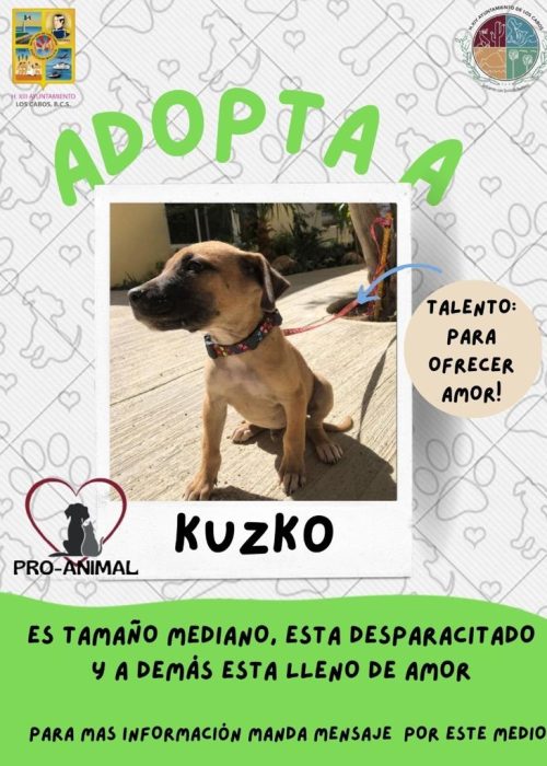 adopcion_03