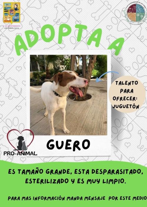 adopcion_06