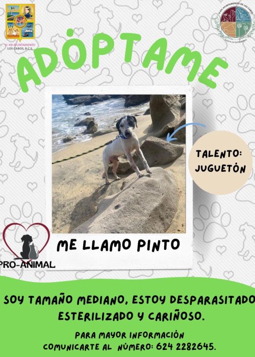 adopcion_07