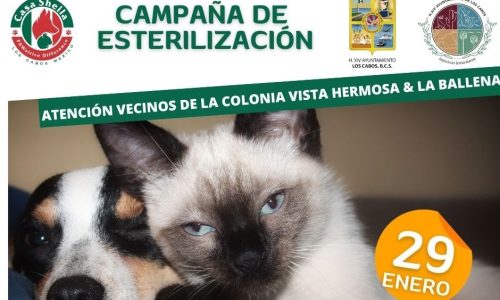 campaña2 campaña2